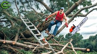 Idiots With Chainsaws: Tree Cutting Fails | Extreme Dangerous Logging Truck Fails #63
