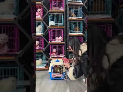 Cute Puppy lovely  Care #short #2158