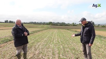 Alternating between spring and winter wheat - Lamport AgX