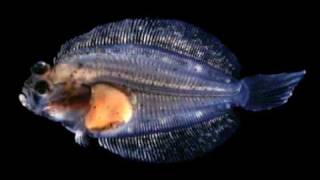 Flatfish Metamorphosis