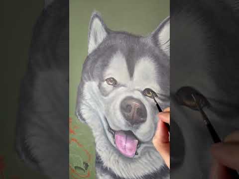 Video: Farby sibírskych Husky