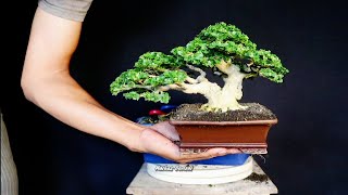 BONSAI KECIL BERKARAKTER \