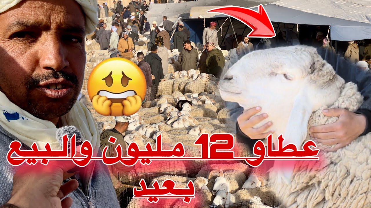 فحول تيارت ساوموه 12 مليون و500 و البيع مازال بعيد / إنتعاش تجارة المواشي ترقباً لعيد الأضحى المبارك