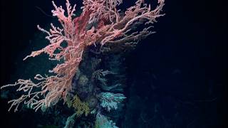 Finding fluids in the Ocean | The Doldrums Fracture Zone