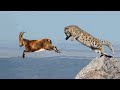 Snow leopard Amazing Hunting Skill and Agility! and Snow Leopard vs 5 Dogs Incredible Battle