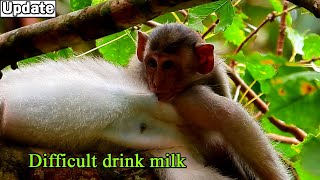 Oh God, Baby Jasper Try Hard For Sucking Milk By Deep Hungry Naughty Monkey Julina Try Blocki Milk