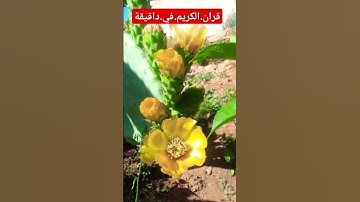 سورة.الفرقان.سعود.الشريم #quran #لايك #duet #الصحف #ترند #اكسبلور #flowers احترم.القران.دقيقة #لايك