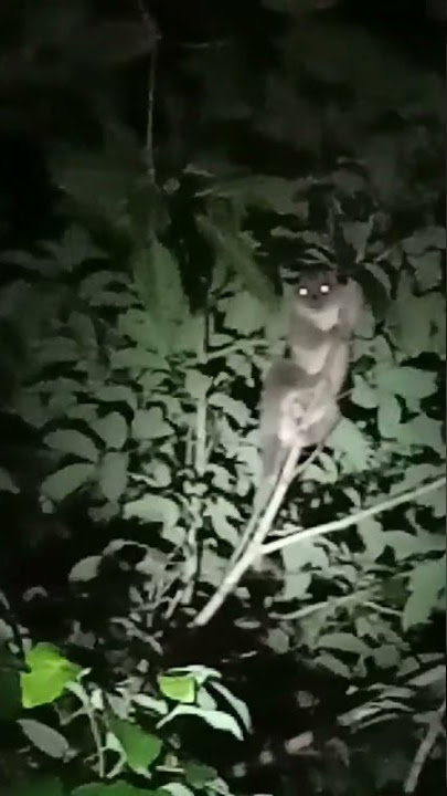 Download lagu hewan kuskus sangat besar