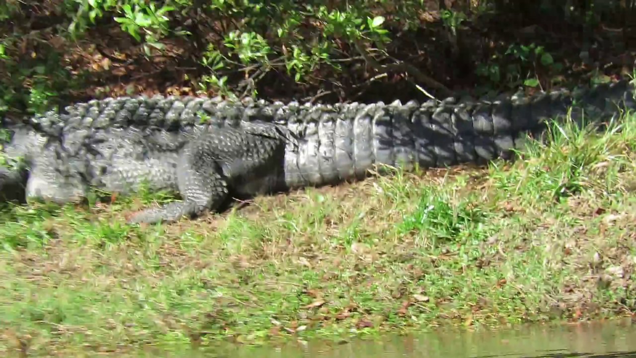 Huge Teeth & Long Tail on Sleeping Alligator Arrow Road Hilton Head ...