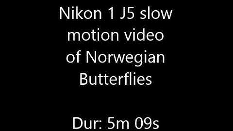 Nikon 1 J5 slow motion video function on insects / butterflies