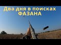 ОХОТА НА ФАЗАНА. ДВА ДНЯ В ПОИСКАХ...