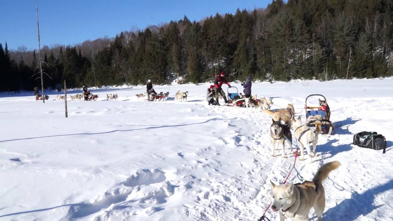 Winterdance Dog Sled Tours - Dogs Excited to Get Going