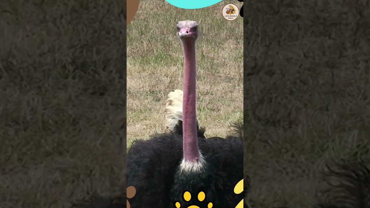 Ostrich Sounds 