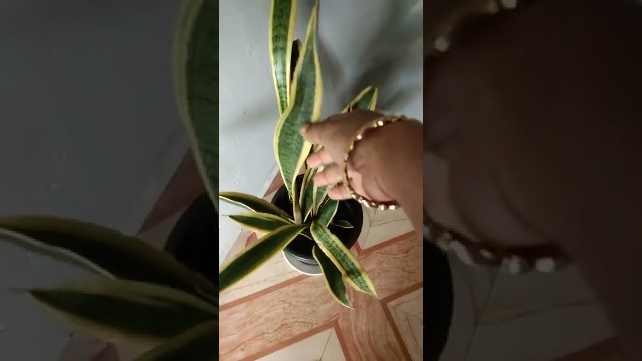 my snake plant YouTube