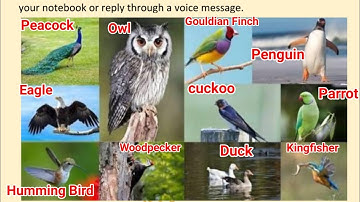 Class 3 English week 9 (29.7.21) Names of Birds @KNOWLEDGEKINGDOMsolution Solution MCD | Bird