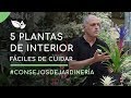 Plantas de interior cinco plantas de interior fciles de cuidar