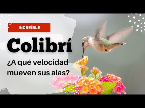 ¿Sabías que los