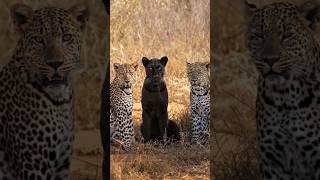 Black Leopard loves her sub adult cubs