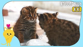 Another Rescued Leopard Cat Came Miraculously But... (Part 2) | Kritter Klub