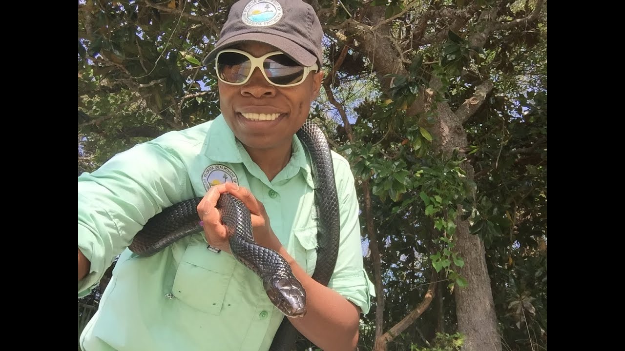GTM Research Reserve Presents: Eastern Indigo Snakes