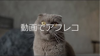 ひげ Youtube
