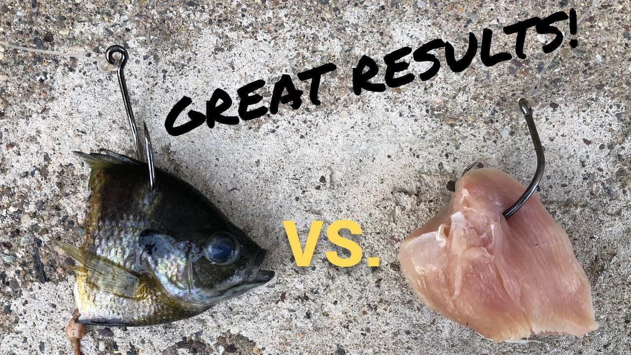 Cut Bait vs. Chicken for Blue Catfish (Hot Bite!) 