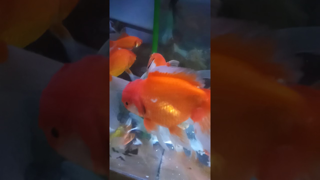 IKAN MAS KOKI ORANDA JAMBUL SIZE JUMBO YouTube