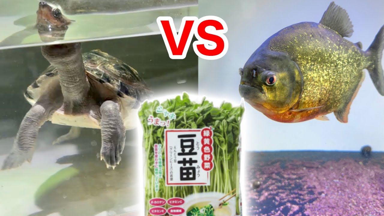 カメの水槽とピラニアの水槽に豆苗を入れると、どちらがより育つのか実験してみた結果・・・！