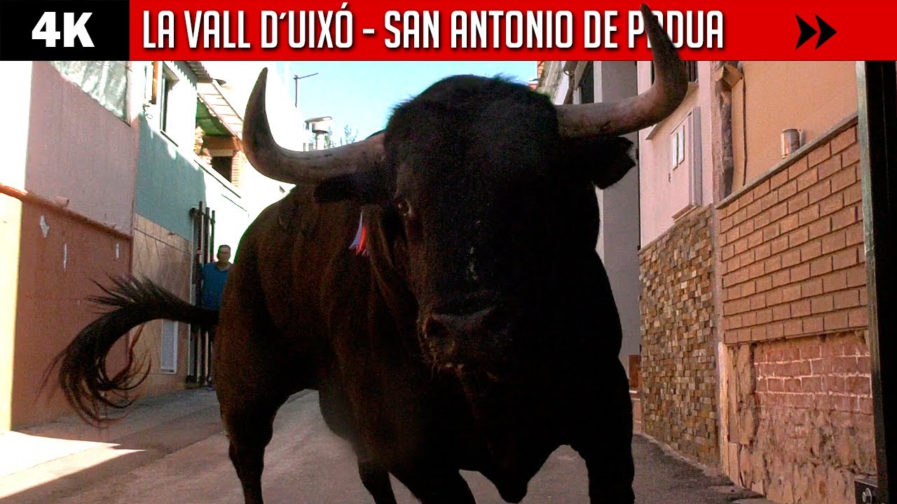 ALGUNA VEZ HAS MIRADO A UN TORO A LOS OJOS LA VALL D UIX Toros alguna-vez-has-mirado-a-un-toro-a-los-ojos-la-vall-d-uix-toros