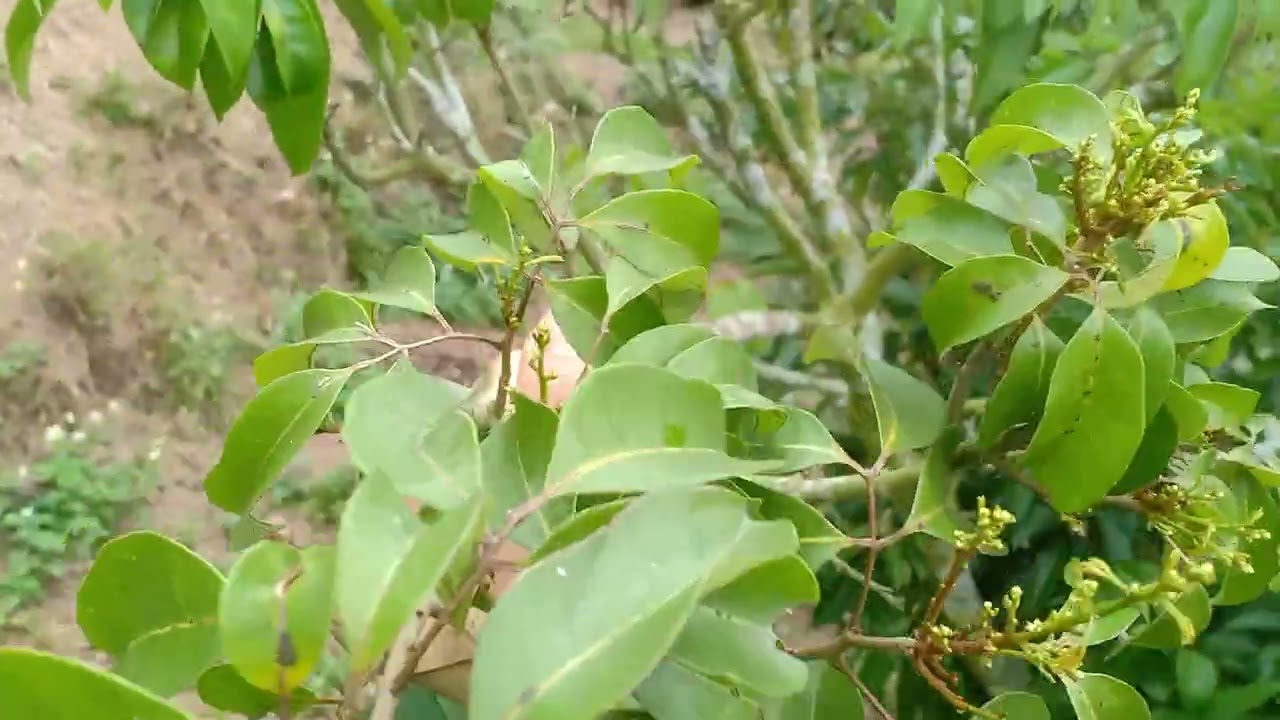 Vụ vải năm 2026 là 1năm mất mùa. Tỷ lệ đạt kém 