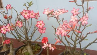 ชวนชม ยเคอสาน 26 ต.ค.68 ไลน 0900289166