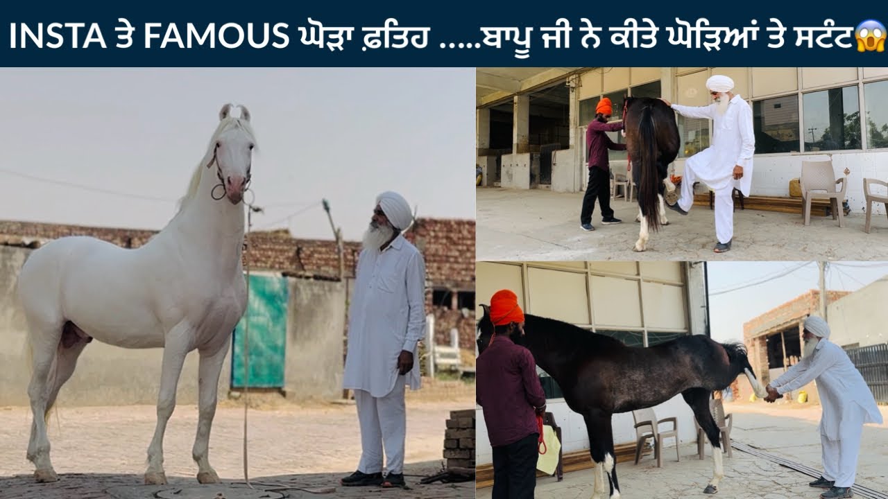 Instagram ਤੇ Famous ਹੋਇਆ ਘੋੜਾ ਫ਼ਤਿਹ…ਘੋੜਿਆਂ ਤੇ ਸਟੰਟ ਕਰਨ ਲਈ ਵੀ ਜਿਗਰਾ ਚਾਹੀਦਾ