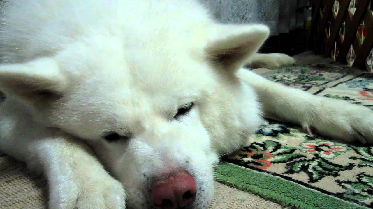 秋田犬げんき 怒った後はポクポクしてごまかします Akita Dog Youtube 秋田犬げんき 怒った後はポクポクしてごまかします Akita Dog Youtube