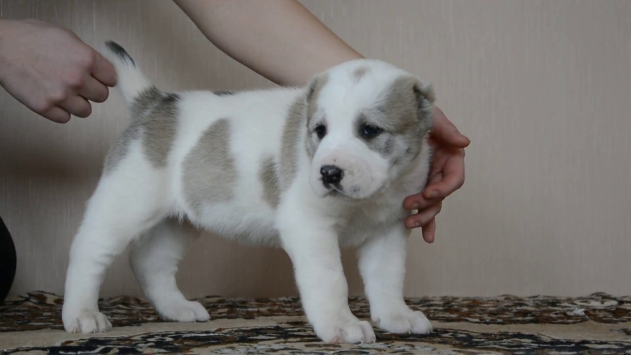 Фото Щенка Алабая 1 Месяц