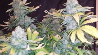 Gumps Greenhouse ( days before the harvest )