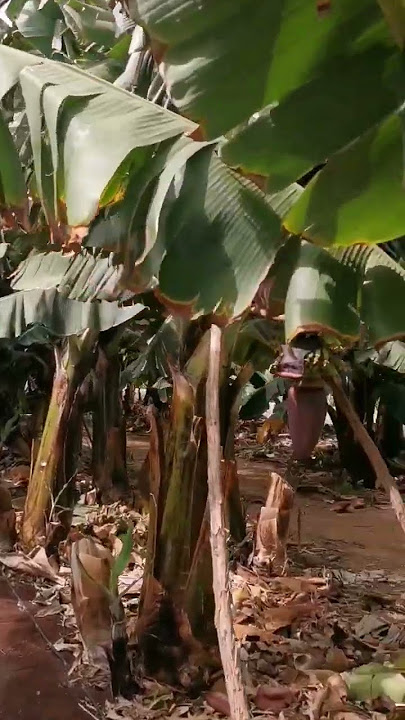 #grancanaria #canaryisland #north #banana #bananaplantation #bananaleaf #spaintravel #spaintrip