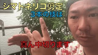 【シマトネリコ】基本のお手入れ方法