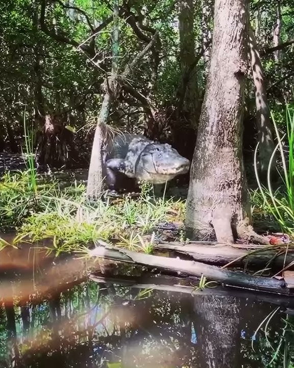 Listen to the sounds of this alligator 🐊😯