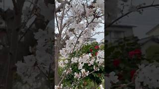 Wonderful, full Japanese cherry blossom Sakura