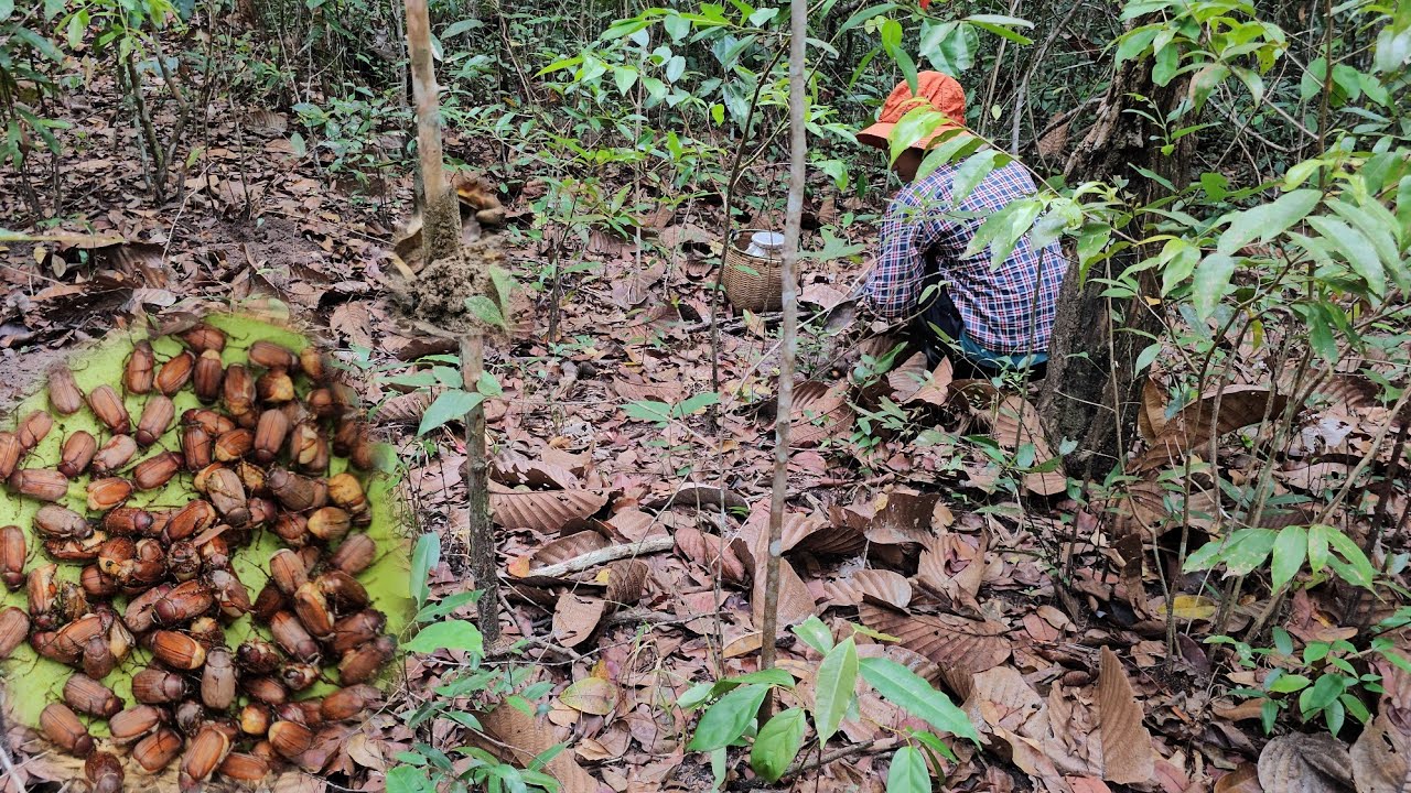 เข้าป่าหาอยู่หากิน!!ได้แมงจีนูนมีแต่ตัวใหญ่ๆ!!5มี.ค69ครับผม
