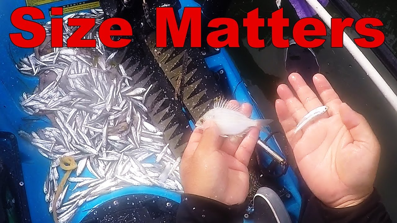 Mangrove Snapper Tips: Bait Size Matters 