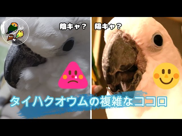 うみくんの陰と陽フクザツなココロ【タイハクオウム/cacatua alba】