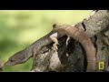 America the Beautiful: Landscape of Spectacle | MEGA EPISODE | Nat Geo Animals