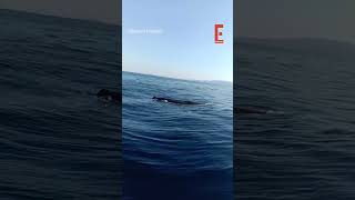 Σπάνια εμφάνιση φυσητήρα στη Χαλκιδική