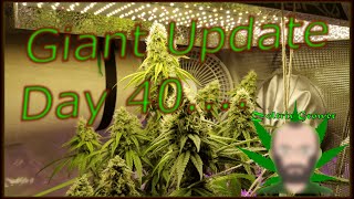 Day 40 for the Giant! | Big Announcement! | Mars Hydro Grow Journal SP3000, TS1000, TS600