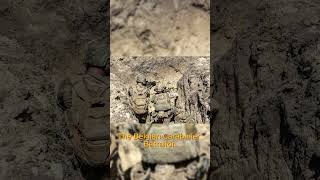 NATO’s Hidden Power—Belgian Soldiers in Romania#NATO#Military #Training #UkraineWar #Europe #Shorts