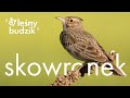 Leśny budzik - Skowronek