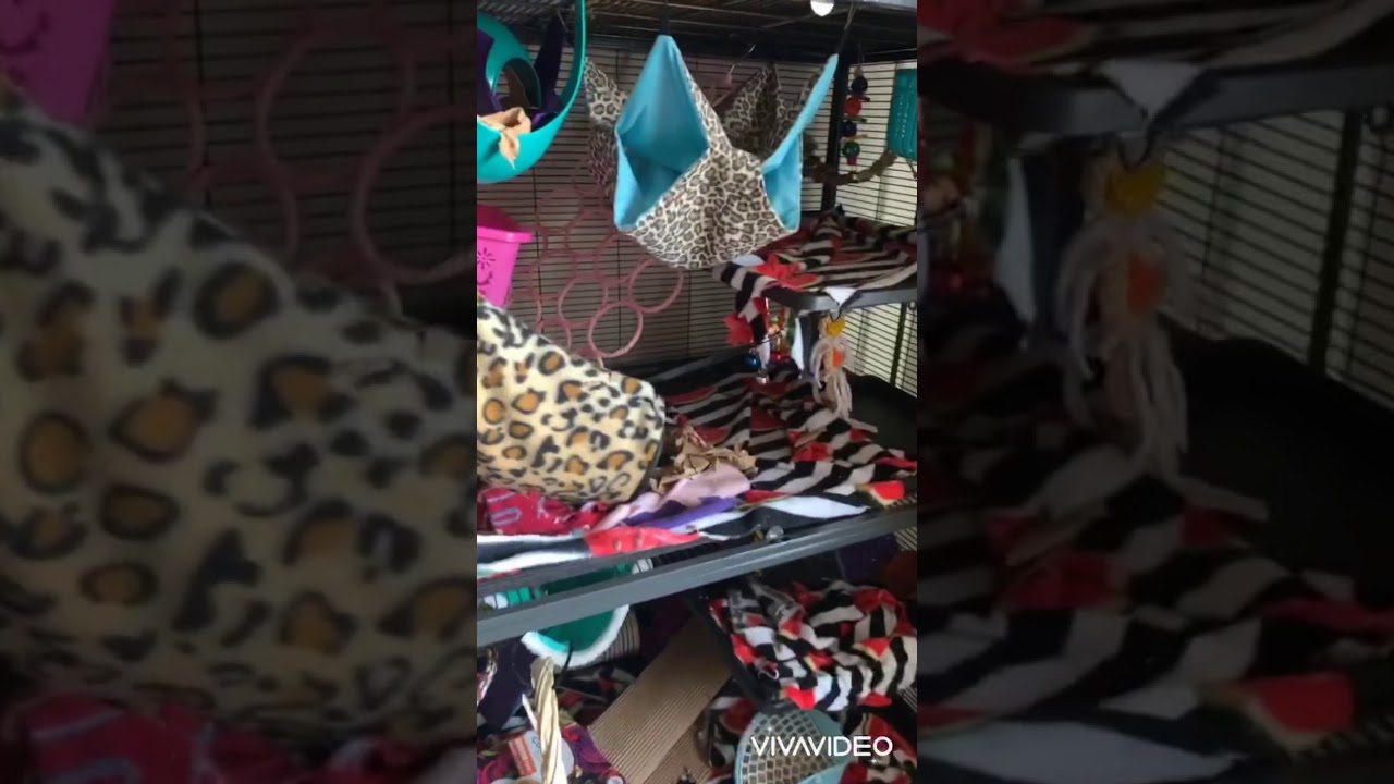 Cage cleaning day- rat cage- double critter nation-