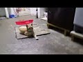 Mi gatito