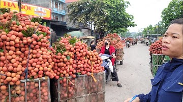 Giá vải hôm nay 13/7/2025 tại tân hoa lục Ngạn BG vải vẫn rất nhiều